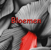 gallery/bloemen